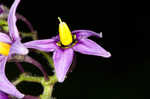 Climbing nightshade